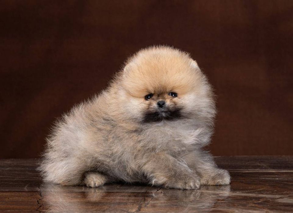 Шпиц померанский дocтупен