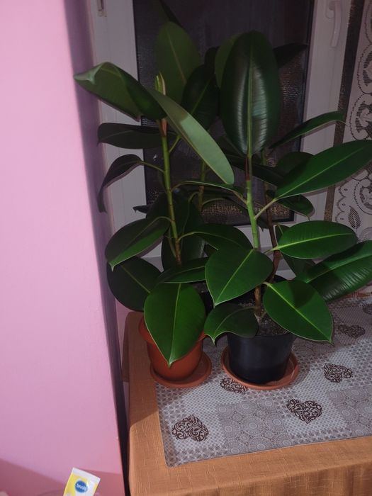 Floarea ficus 50 de lei bucata