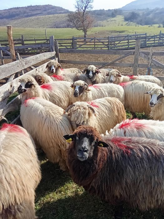 Oi frumoase de vanzare