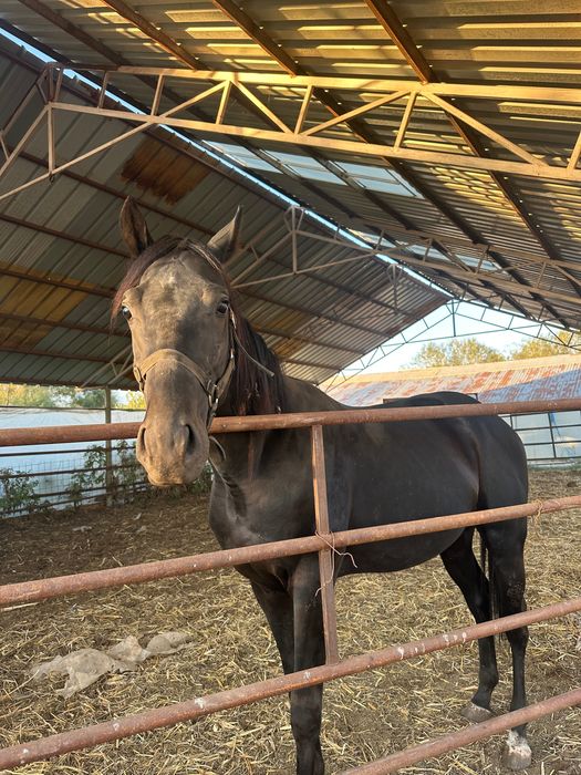 Armasar pur sange englez