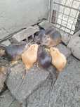 Nutrie animale rozatoare