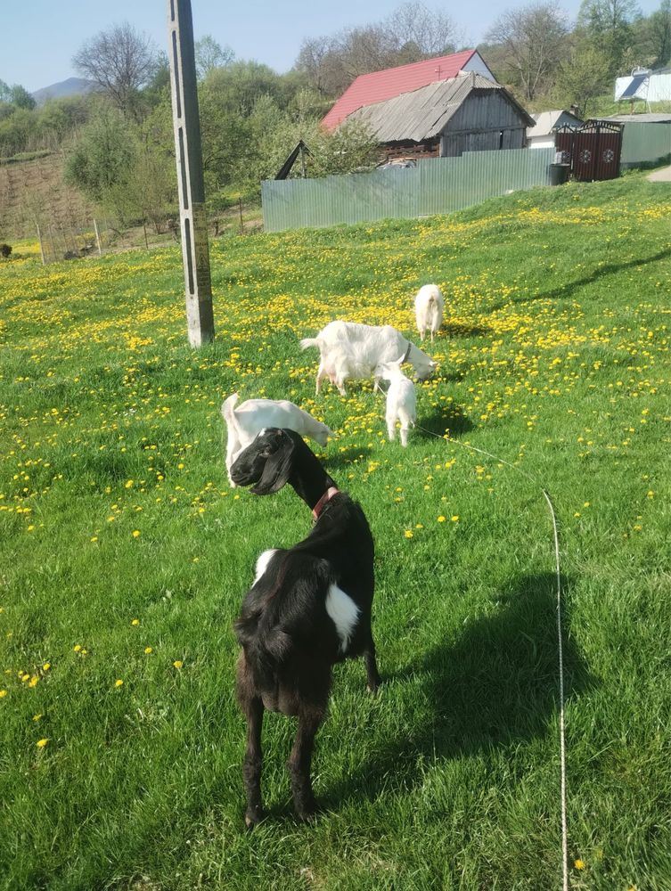 Iedita si ied sanen anglo nubiana