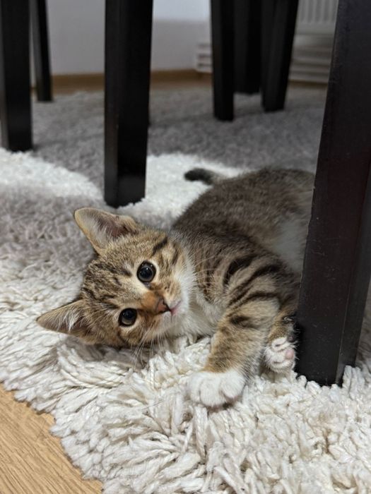 Donez 2 pui pisica,băiețel si fetiță