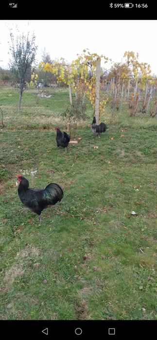 Петли австралорп от тази година