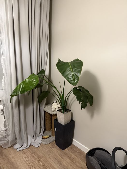 комнатные растения в идеальном состоянии