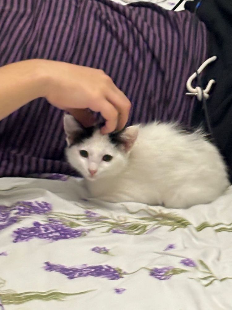 Отдам котенка девочка