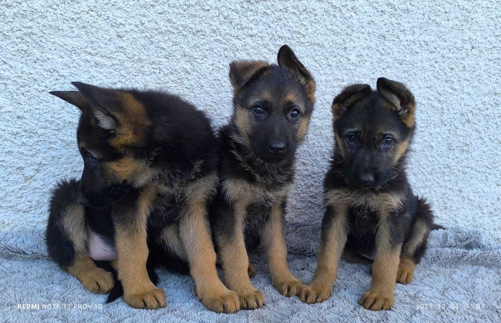 Pui Ciobanesc German