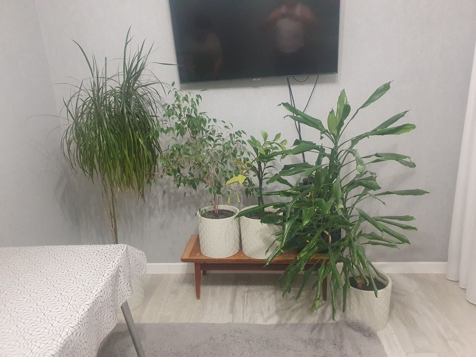 Продаётся комнатные цветы вместе с горшками