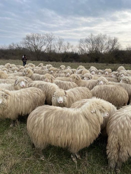 40 de oi de vânzare cu origine ,secțiunea principală .