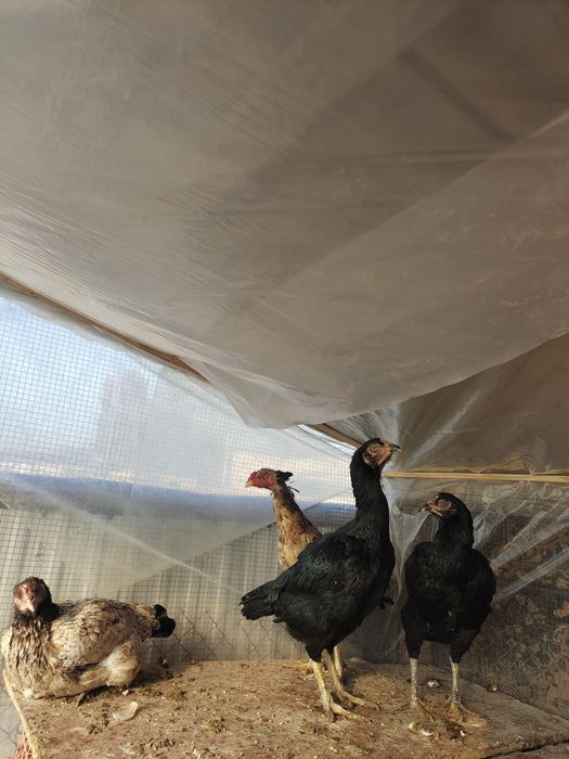 Бойцовые дакан мекендер сатылады