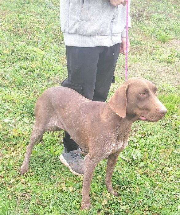 Куцхаар женски на 3г.