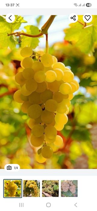 Vând struguri de vin productie 2025