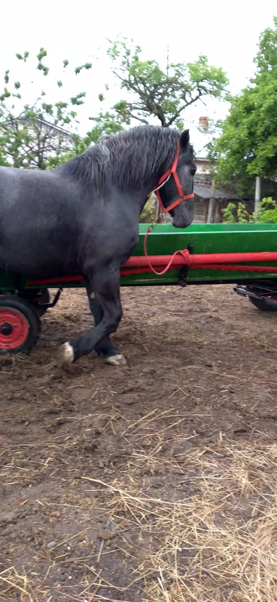 Armasar percheron pentru monta