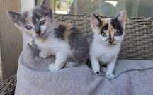 Pisici spre adoptie