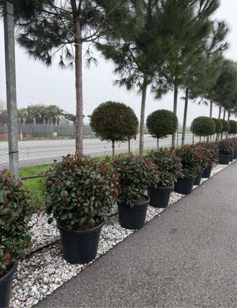 Plante ornamentale