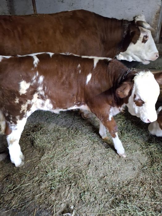 Vând vițăl în comuna Șeica Mare mai multe detali la telefon