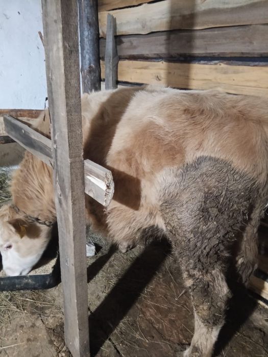 Продам Бычка,торг