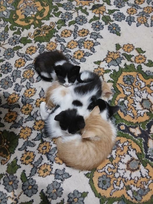 Мушук болалари текинга