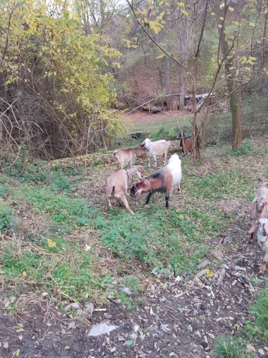 Țap anglo nubian fara coarne genetic