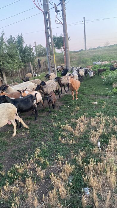 De vanzare mai multe detali la numarul de telefon