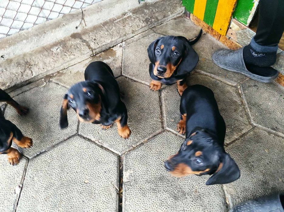 Дакелчета на 3 месеца