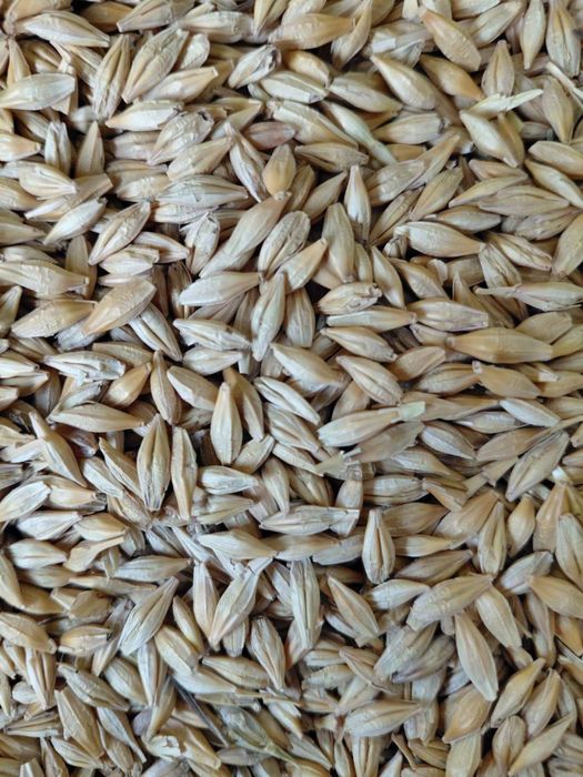 Arpa qozoq 50kg qopli vagondan