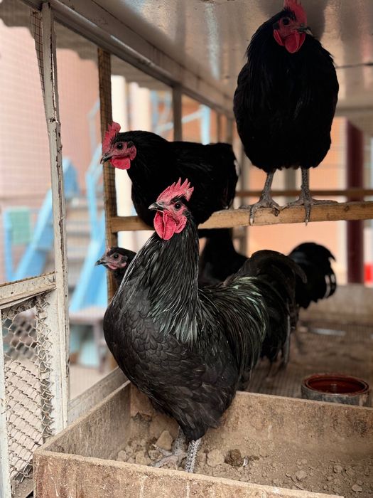 Avstrolop zotli xo’rozlar sotiladi