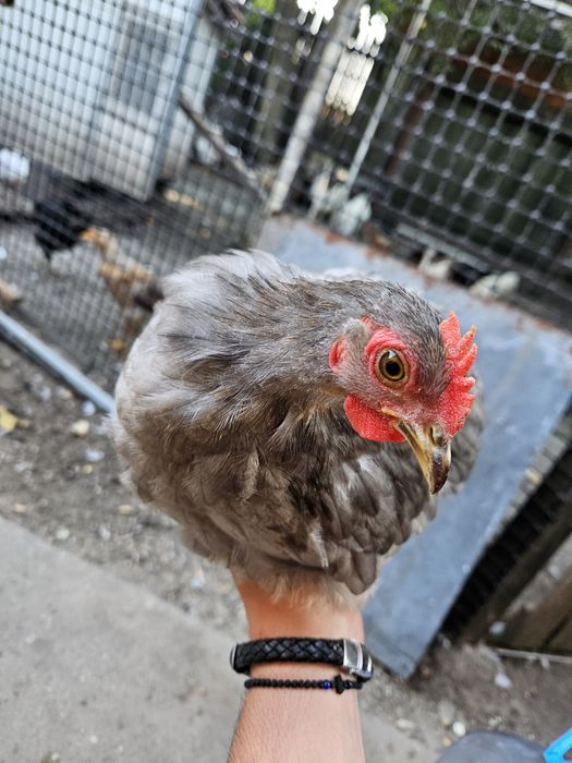 Vând găini conchinchina pitic