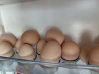куриные яйца  по 80тг домашние