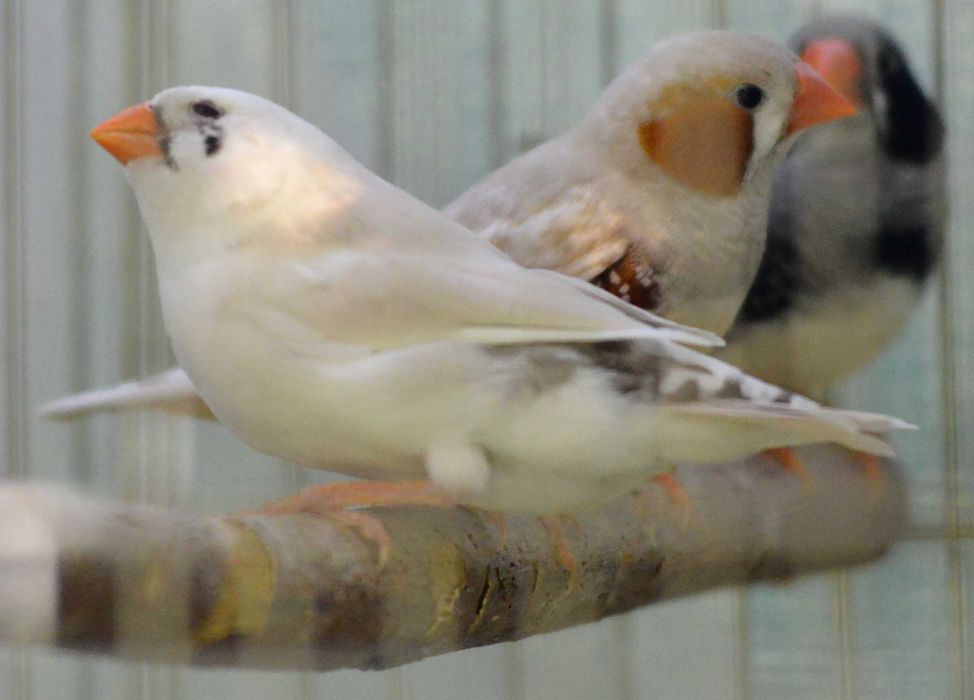 продавам зеброви амадини джъмбо, различни мутации