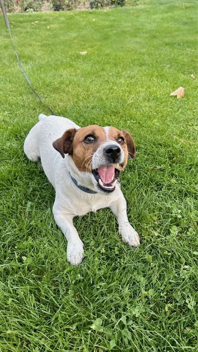 Джек Рассел для вязки