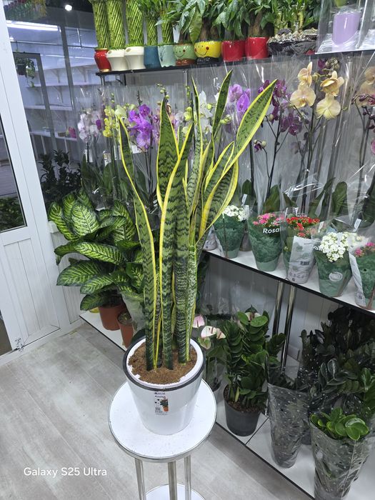 Продается Сансевиерия