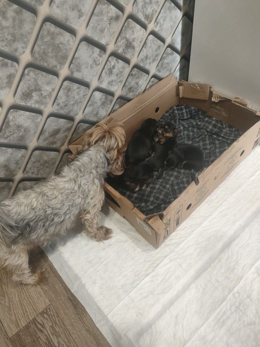 Щенки йоршский терьер