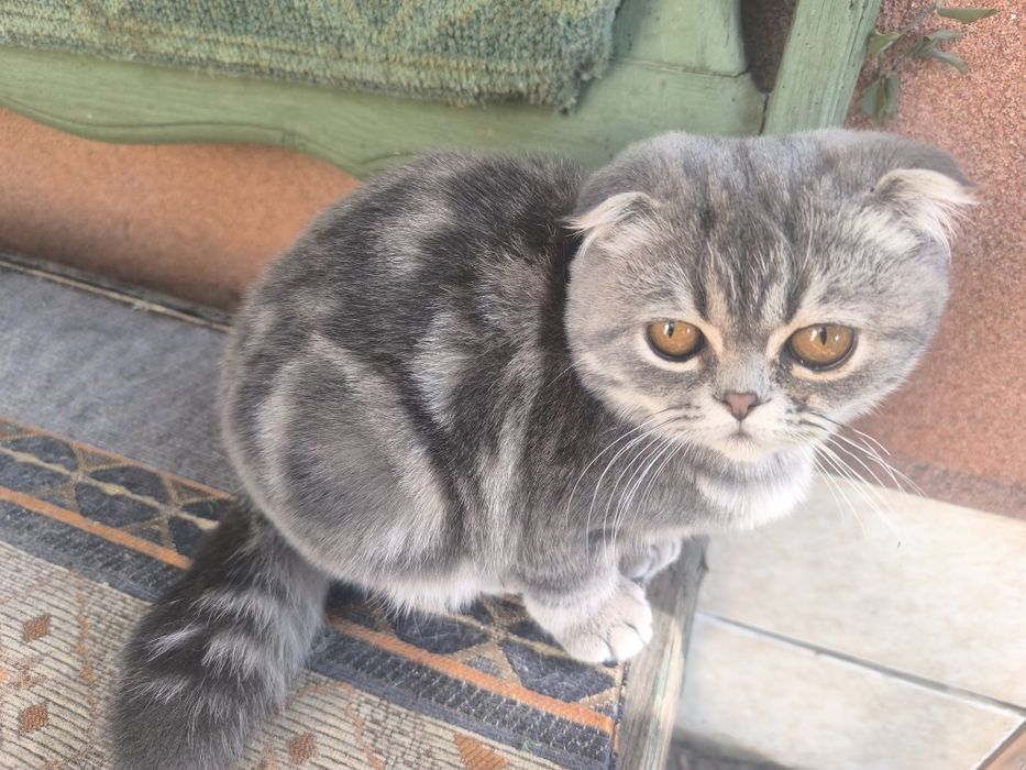 Вислоухие котчта