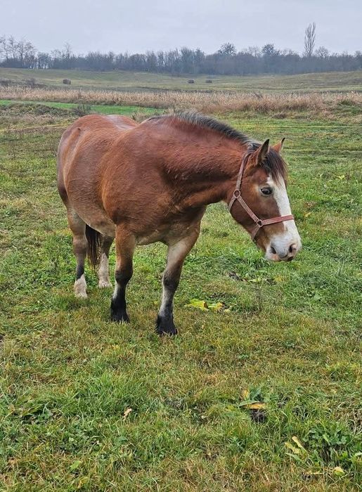Vând iapa gestanta și manza de un an jumate