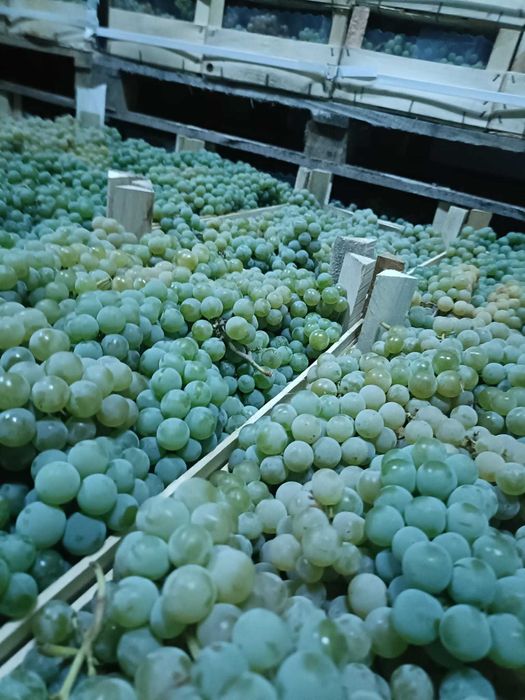 Vand struguri pentru VIN capsunica fraga alba