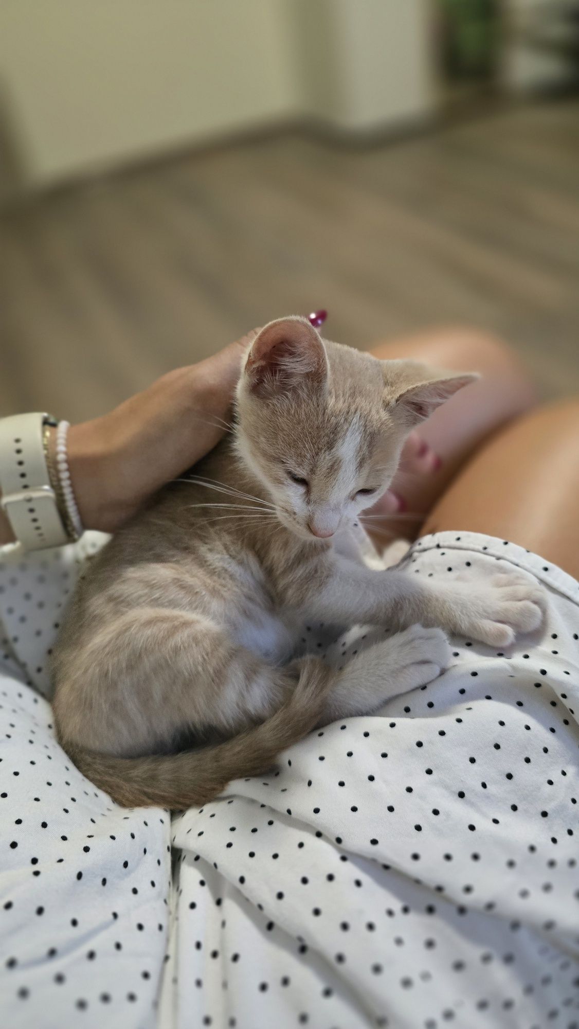 Бебе коте търси дом