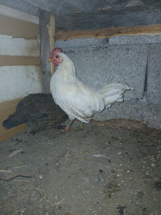 Disponibil cocoș mătase japoneza si pereche de gaini pitice