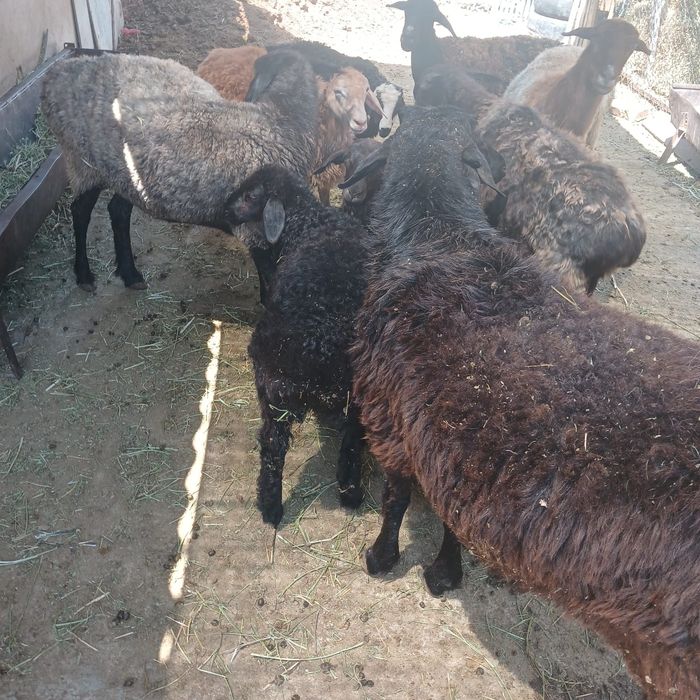 4 қозылы қой қошқармен сатылады