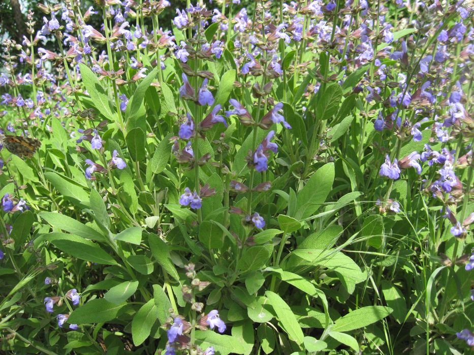 Vând plante medicinale(eco): lavanda, roiniță, tei, soc, salvie