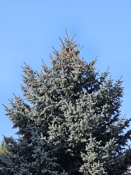 Веточки ветки голубой ели можевельника