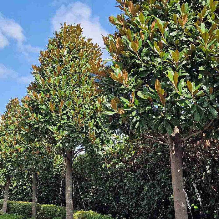Magnolia Grandiflora (Vesnic Verde)