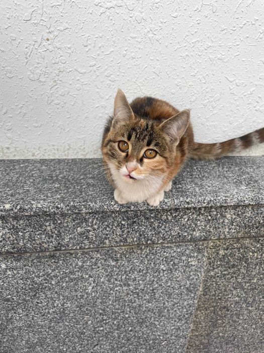 Отдам даром, Бесплатно в хорошие руки Бепул берилади