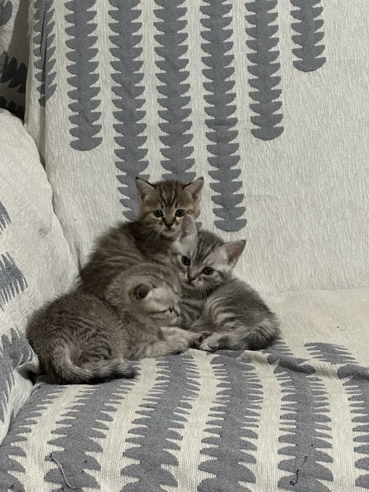 Котята скотиш страйт, девочки