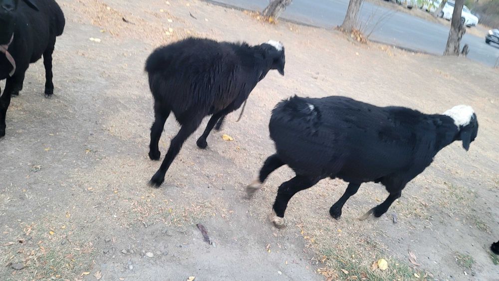 Qo'ylar sotiladi      продаётся домашние бараны