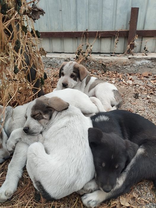 Щенки Тобета в продаже