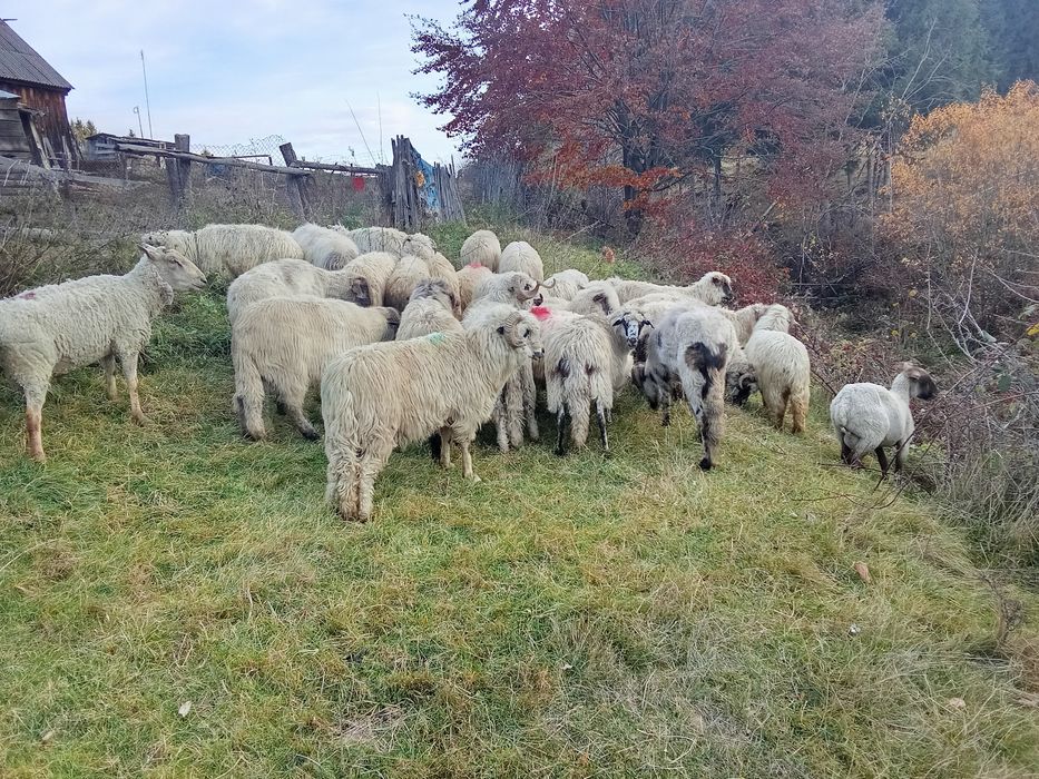 Oii și berbeci de vânzare