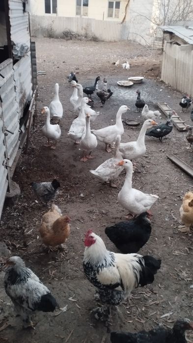 Продам домашнюю птицу