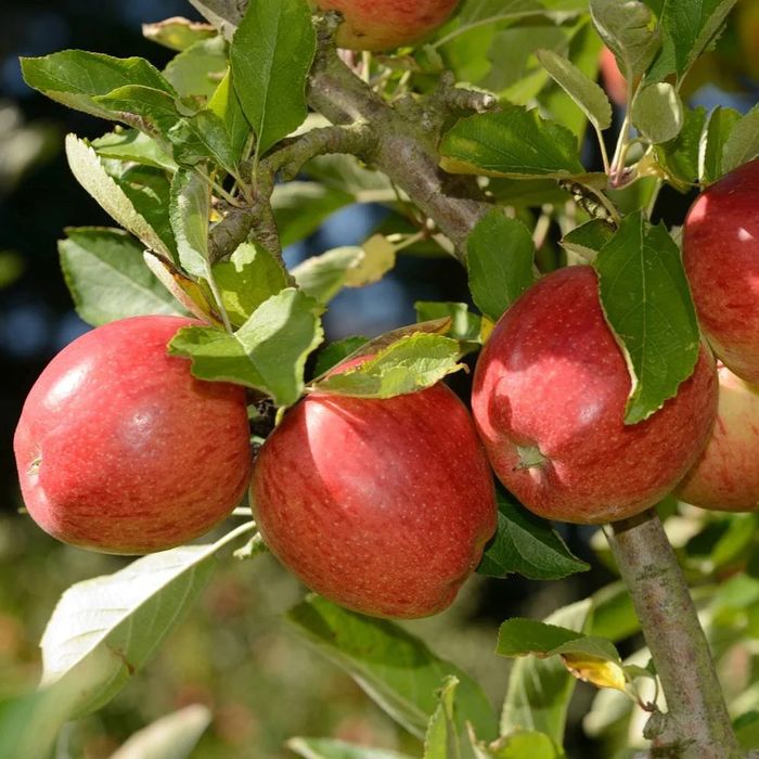 Mar dulce BraeBurn