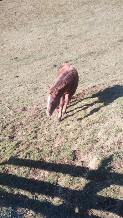 Vând mânz de 5 luni
